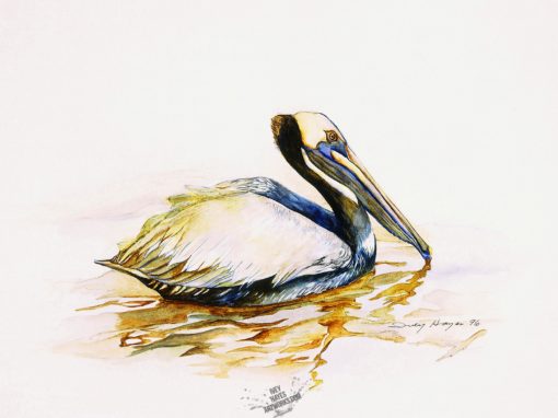 Pelican